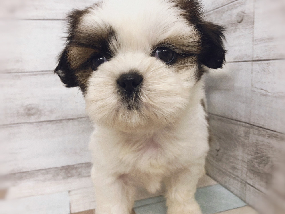 新潟県のシーズー (竹内ペット 白根店/2026年6月16日生まれ/女の子/ホワイトゴールド)の子犬の4枚目の画像