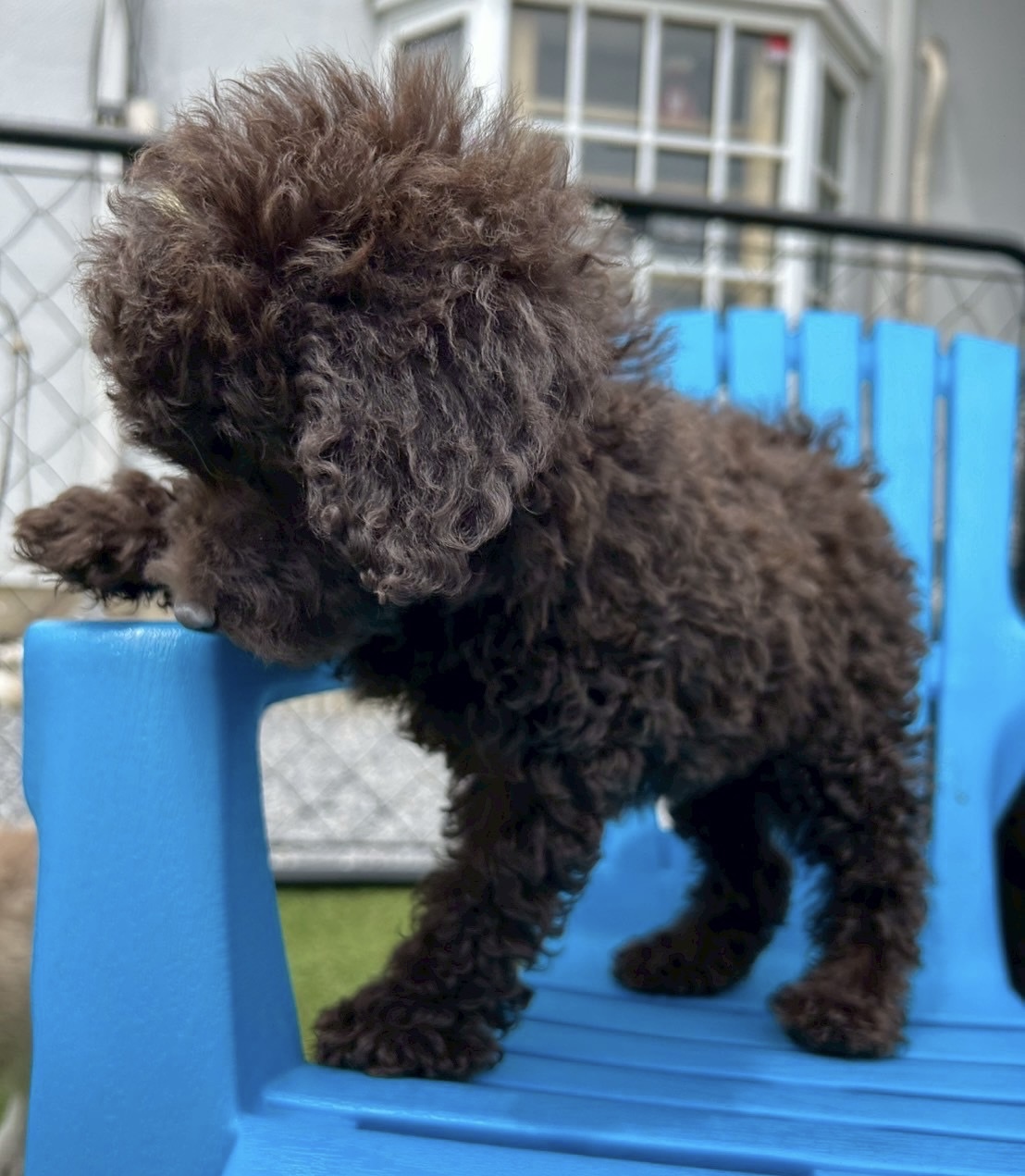 埼玉県のトイプードル(トイ) (ADELE PETS/2025年3月9日生まれ/男の子/ブラウン)の子犬の2枚目の画像