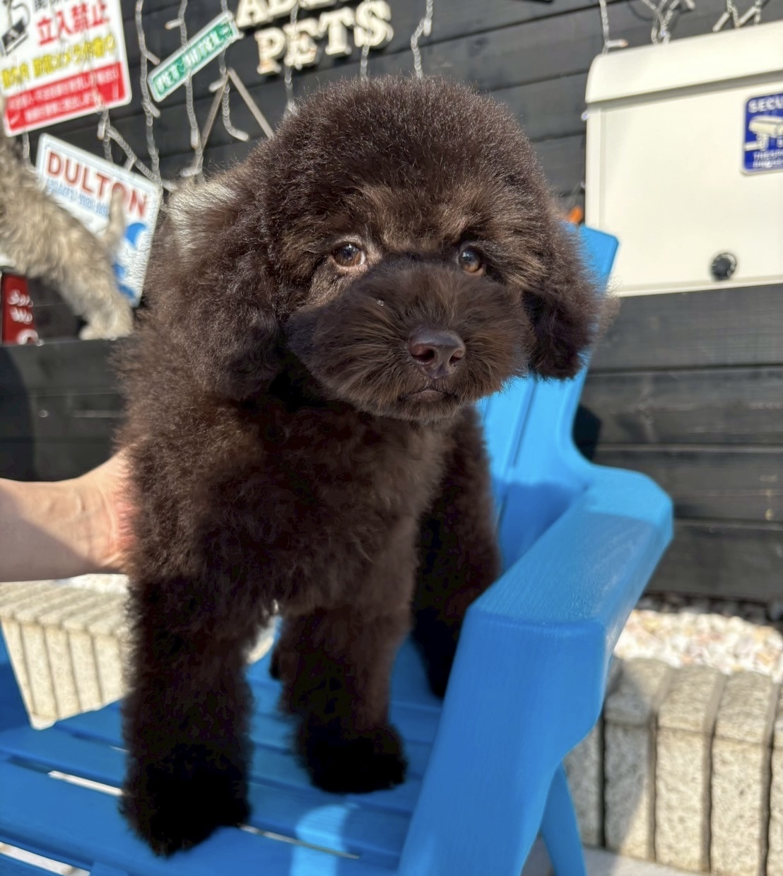埼玉県のトイプードル(トイ) (ADELE PETS/2025年3月9日生まれ/男の子/ブラウン)の子犬の2枚目の画像