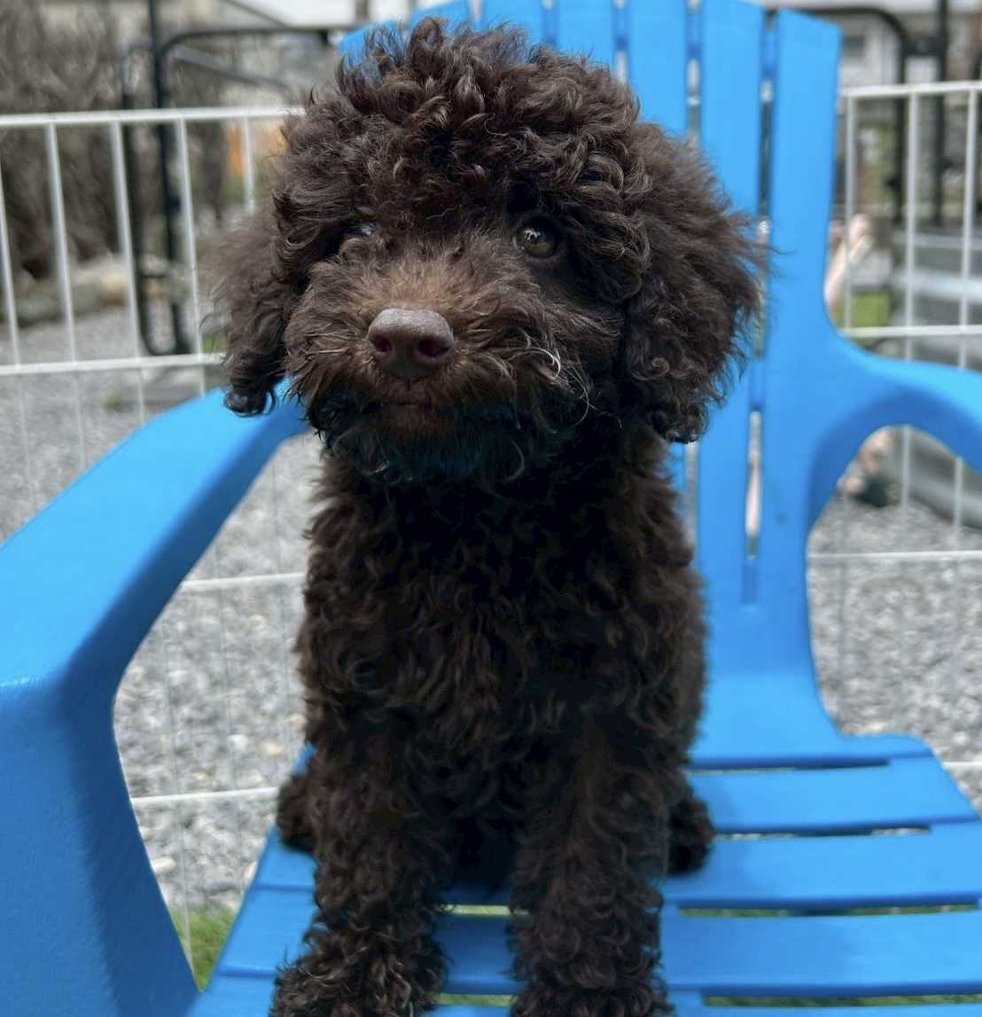 埼玉県のトイプードル(トイ) (ADELE PETS/2025年3月9日生まれ/男の子/ブラウン)の子犬の3枚目の画像