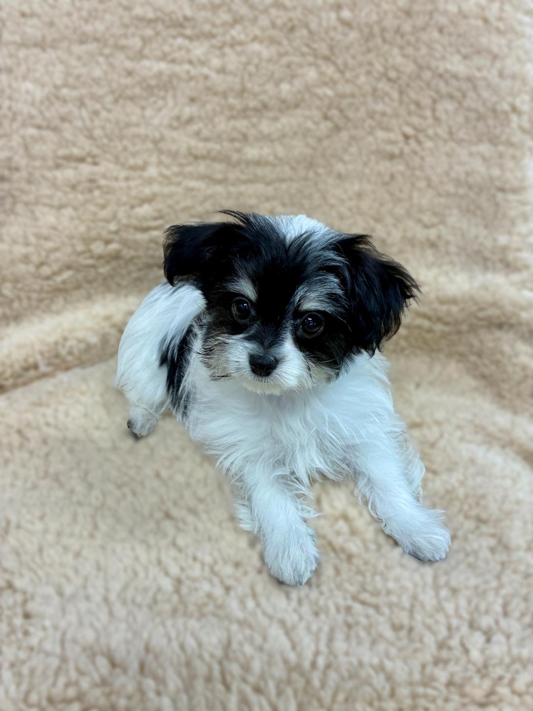 広島県のチワマル/マルチワ(チワワ×マルチーズ) (ペットショップ カネユキ/2025年9月12日生まれ/男の子/ブラックホワイト)の子犬