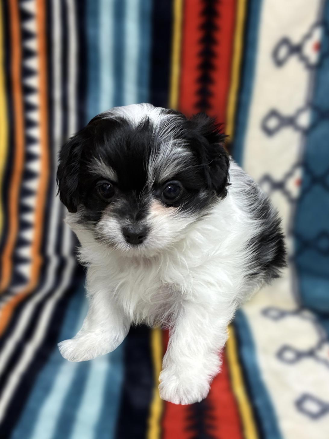 広島県のチワマル/マルチワ(チワワ×マルチーズ) (ペットショップ カネユキ/2025年9月12日生まれ/男の子/ブラックホワイト)の子犬