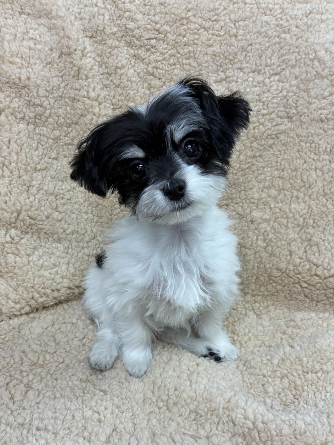 広島県のチワマル/マルチワ(チワワ×マルチーズ) (ペットショップ カネユキ/2025年9月12日生まれ/男の子/ブラックホワイト)の子犬の2枚目の画像