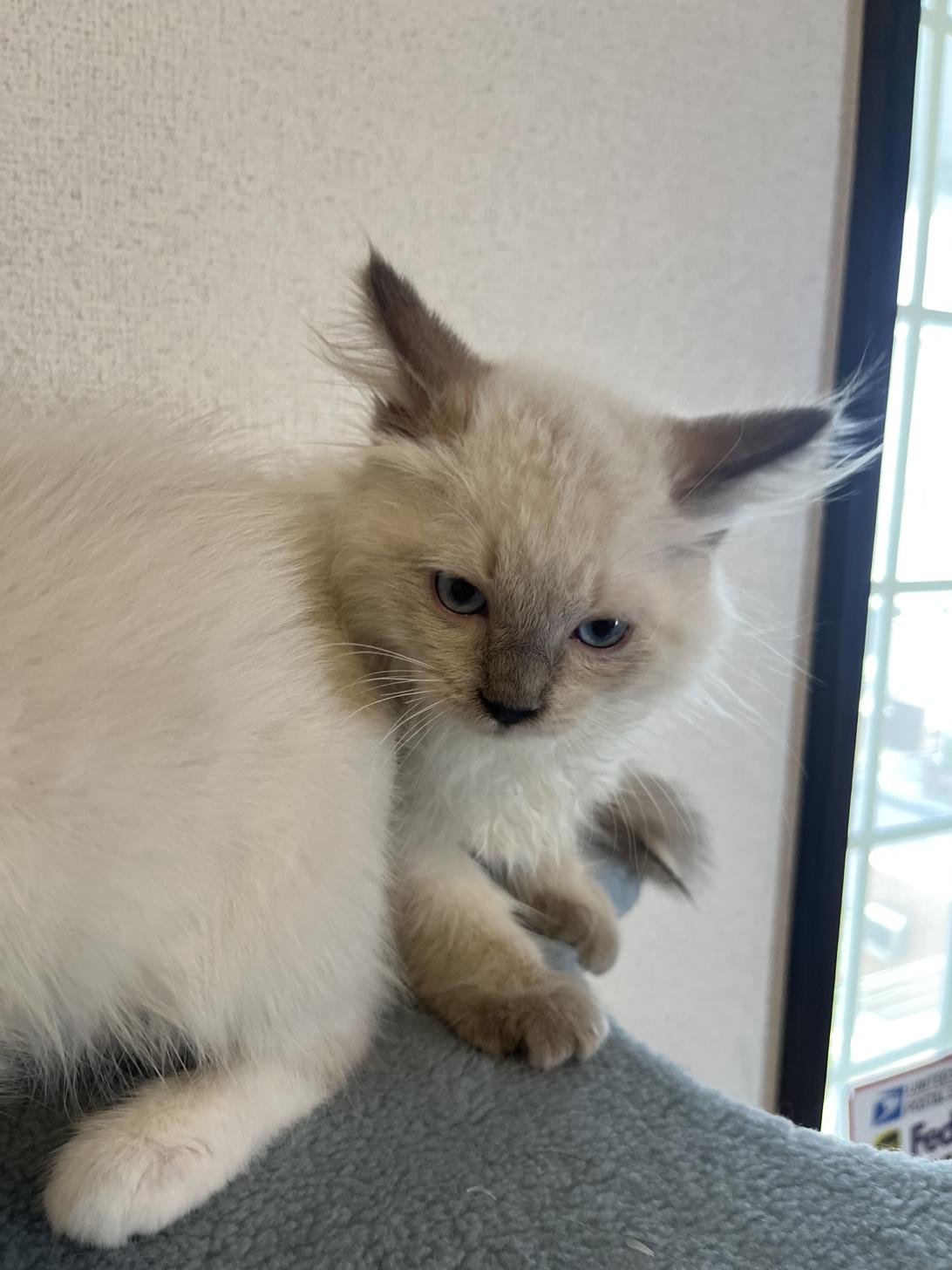 埼玉県のネヴァマスカレード (ADELE PETS/2025年4月12日生まれ/男の子/シールリンクスポイント)の子猫の2枚目の画像