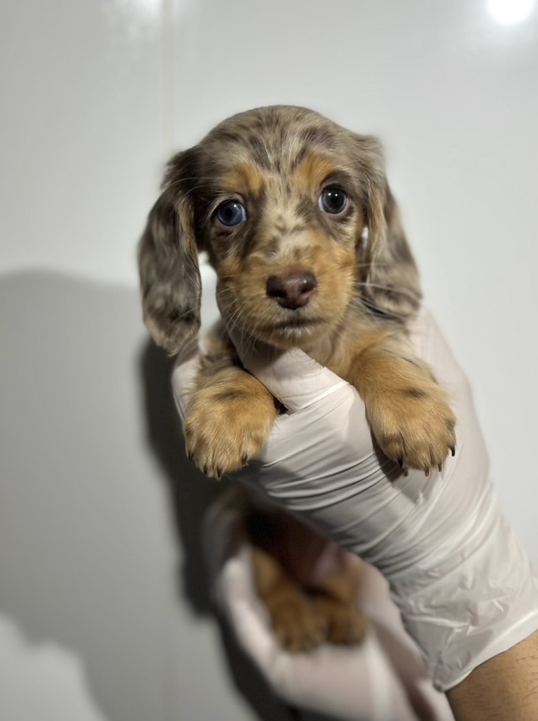 埼玉県のミニチュアダックスフンド(ロング) (ペッツスマイル南中野店/2025年10月25日生まれ/女の子/チョコレートダップル)の子犬の1枚目の画像