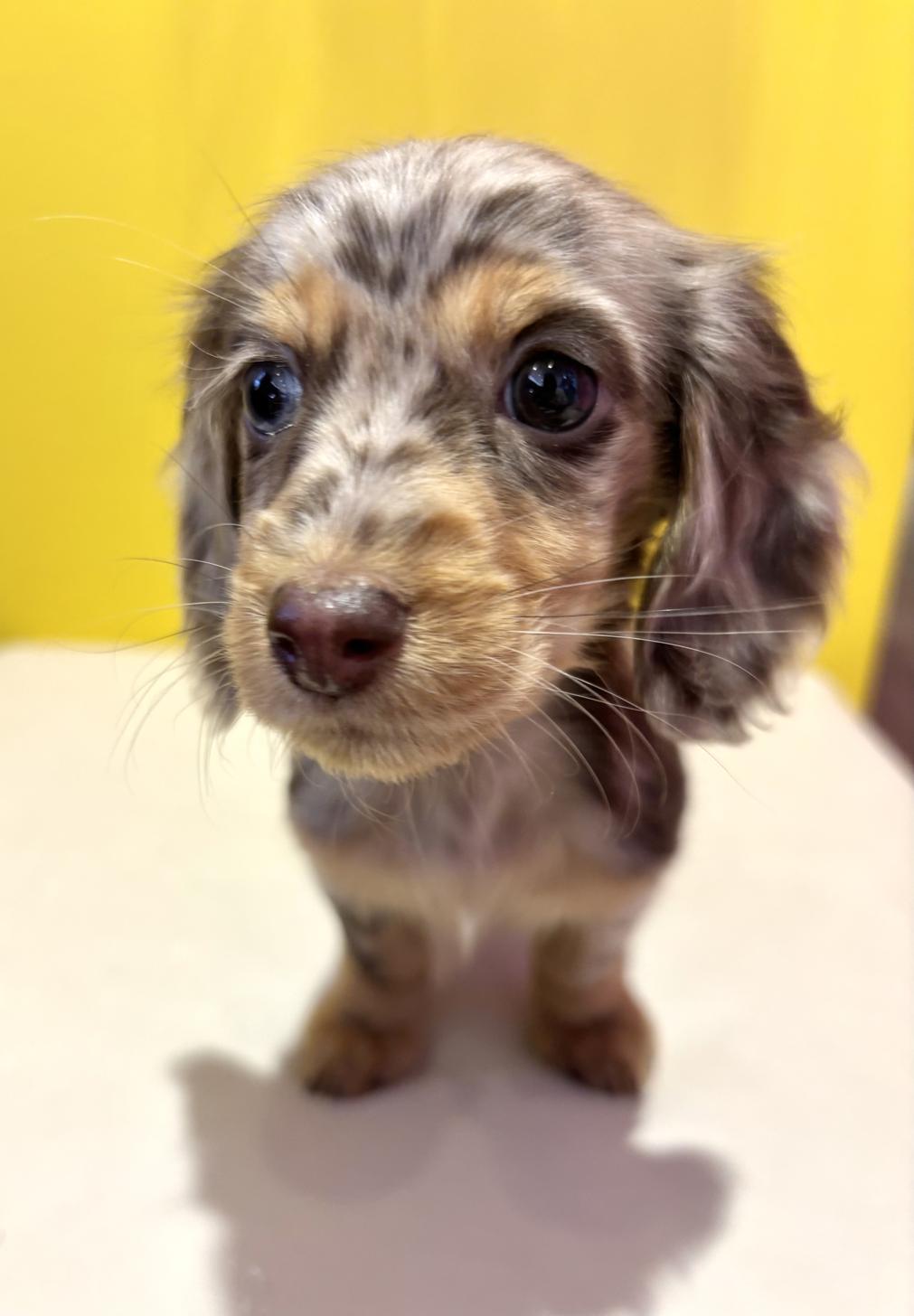 埼玉県のミニチュアダックスフンド(ロング) (ペッツスマイル南中野店/2025年10月25日生まれ/女の子/チョコレートダップル)の子犬の1枚目の画像