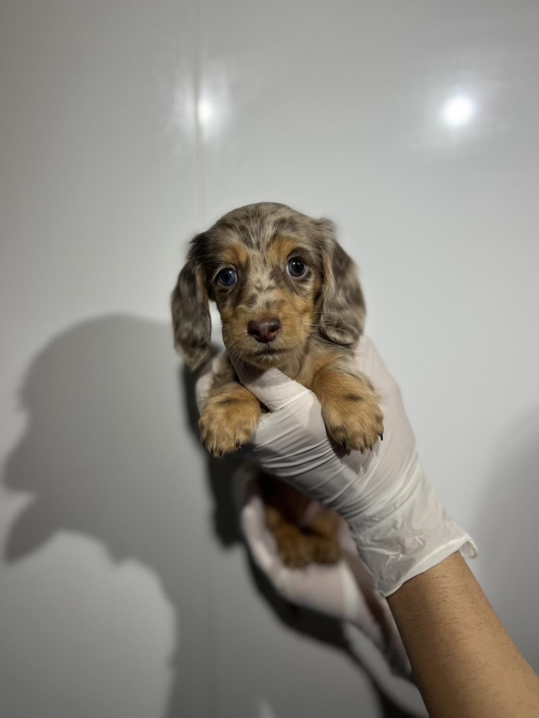 埼玉県のミニチュアダックスフンド(ロング) (ペッツスマイル南中野店/2025年10月25日生まれ/女の子/チョコレートダップル)の子犬の2枚目の画像