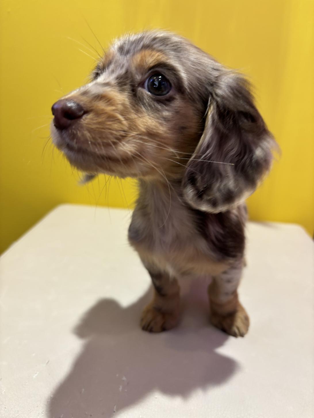 埼玉県のミニチュアダックスフンド(ロング) (ペッツスマイル南中野店/2025年10月25日生まれ/女の子/チョコレートダップル)の子犬の2枚目の画像