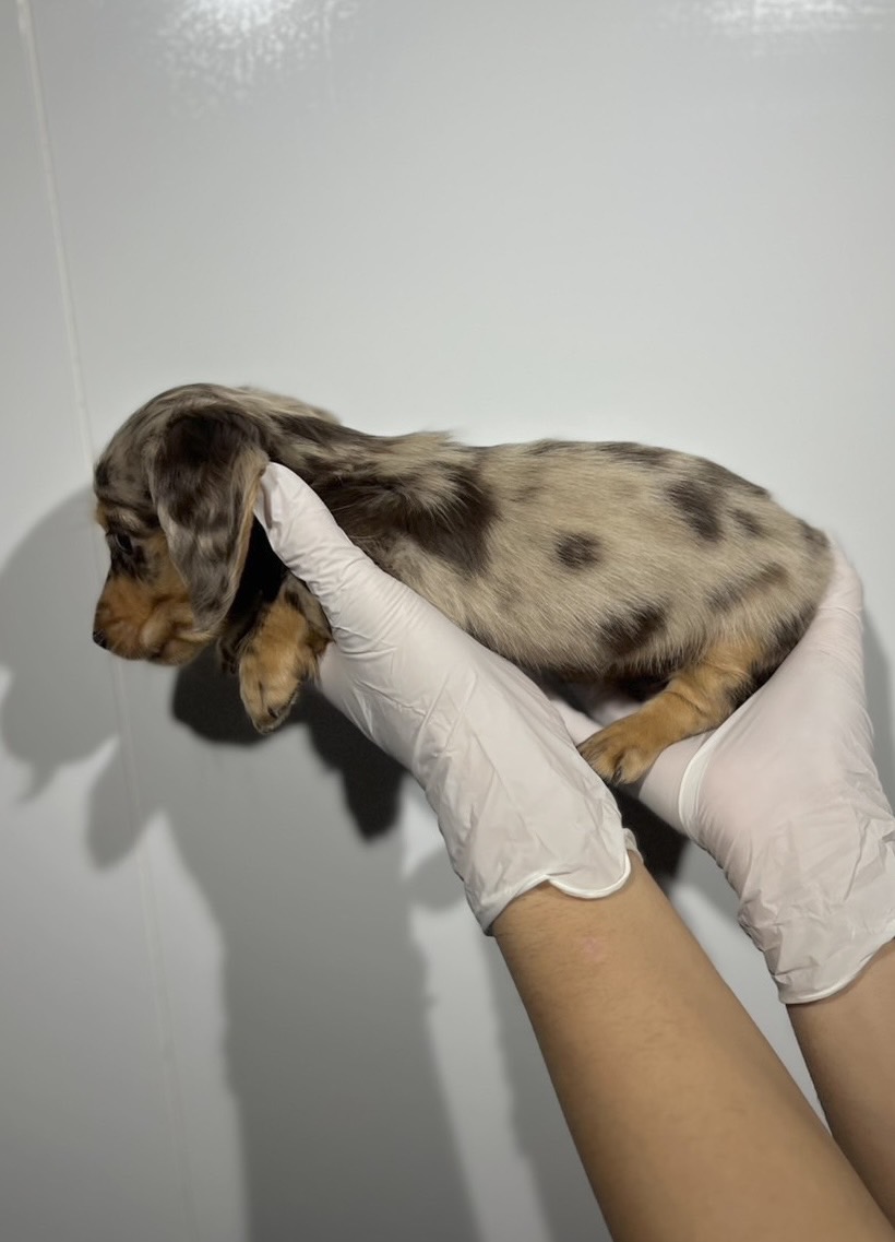 埼玉県のミニチュアダックスフンド(ロング) (ペッツスマイル南中野店/2025年10月25日生まれ/女の子/チョコレートダップル)の子犬の3枚目の画像