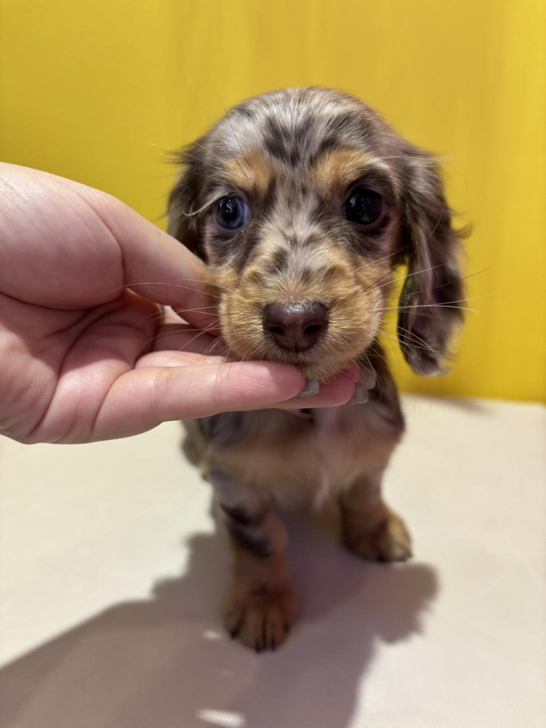 埼玉県のミニチュアダックスフンド(ロング) (ペッツスマイル南中野店/2025年10月25日生まれ/女の子/チョコレートダップル)の子犬の3枚目の画像