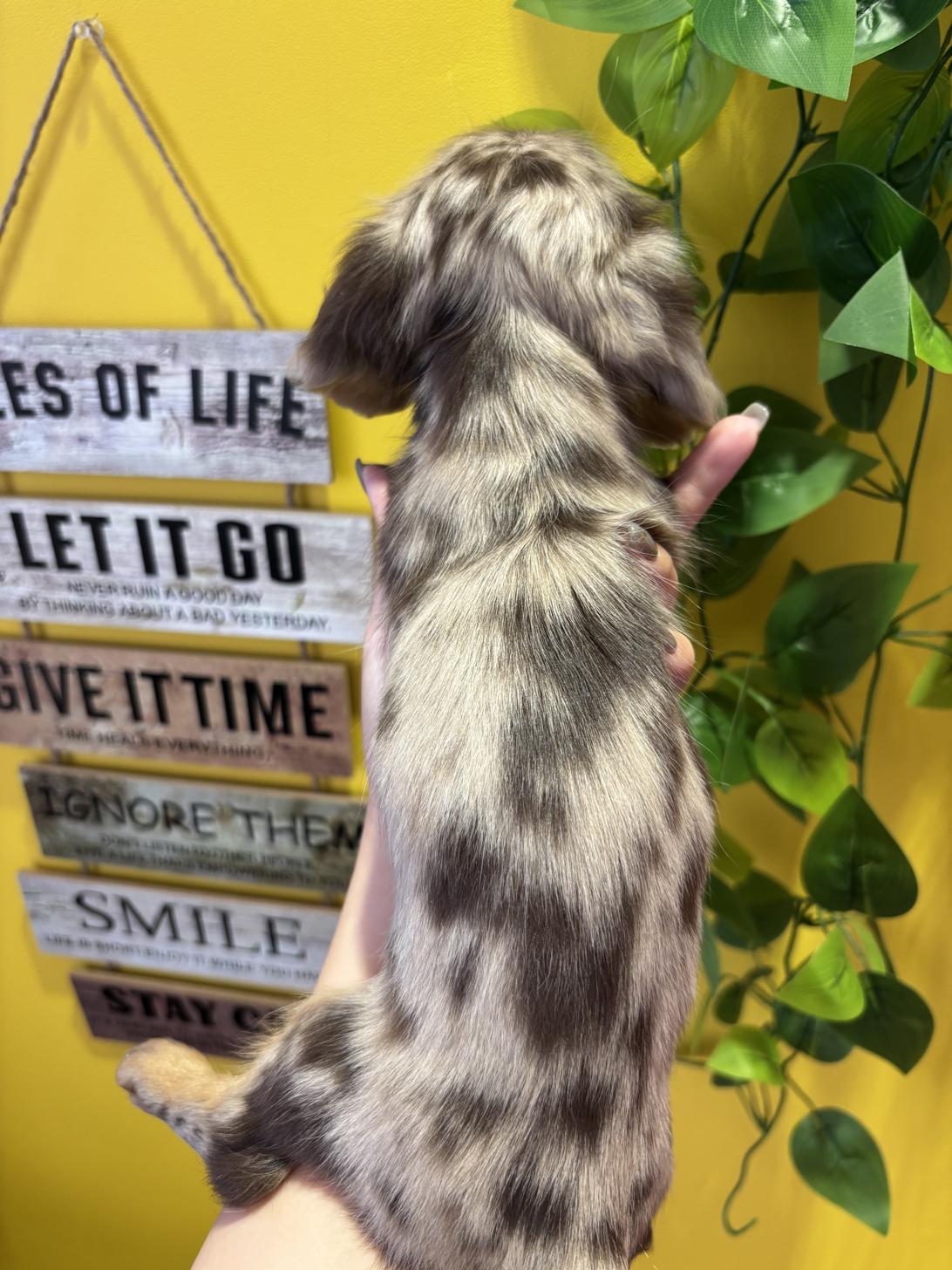 埼玉県のミニチュアダックスフンド(ロング) (ペッツスマイル南中野店/2025年10月25日生まれ/女の子/チョコレートダップル)の子犬の4枚目の画像