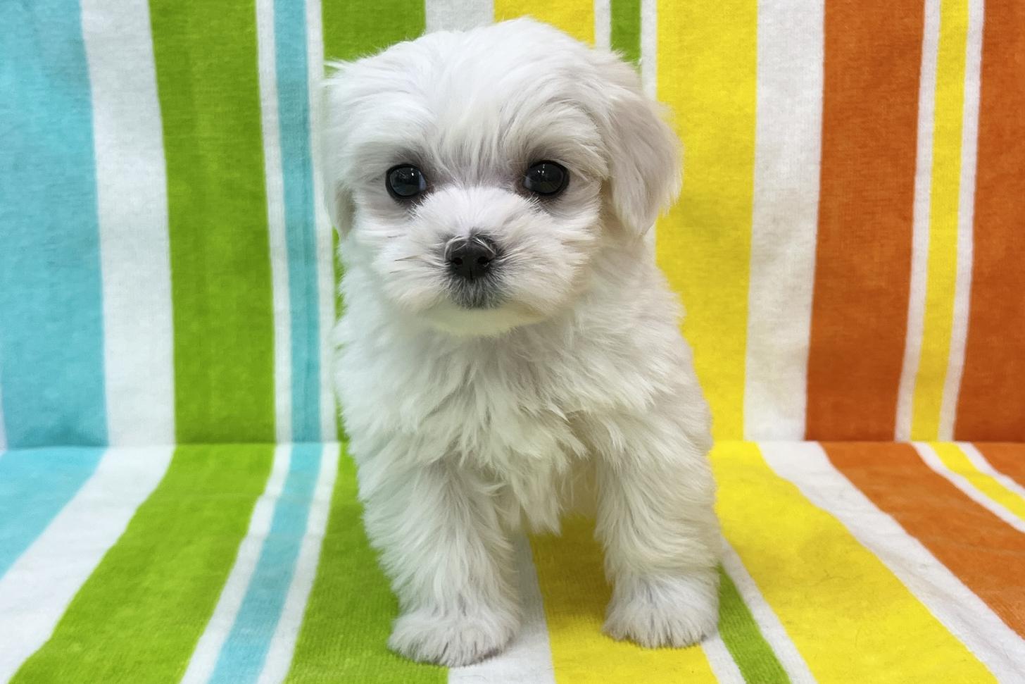 愛知県のマルチーズ (ハピースペット一宮三条アミーゴ店/2025年11月24日生まれ/女の子/ホワイト)の子犬の1枚目の画像