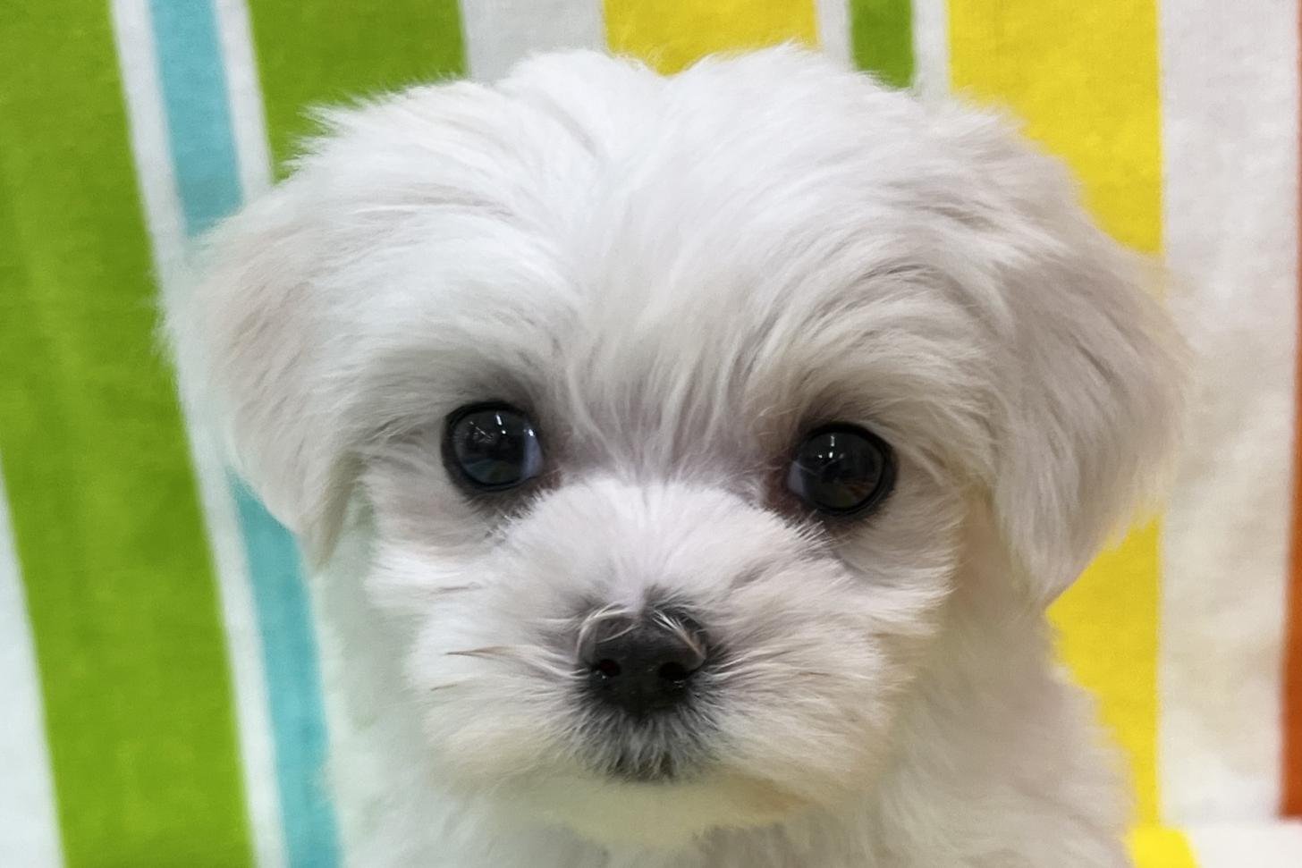 愛知県のマルチーズ (ハピースペット一宮三条アミーゴ店/2025年11月24日生まれ/女の子/ホワイト)の子犬の2枚目の画像