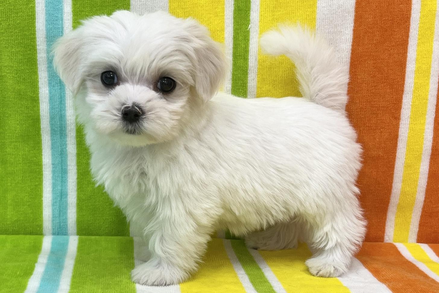 愛知県のマルチーズ (ハピースペット一宮三条アミーゴ店/2025年11月24日生まれ/女の子/ホワイト)の子犬の3枚目の画像