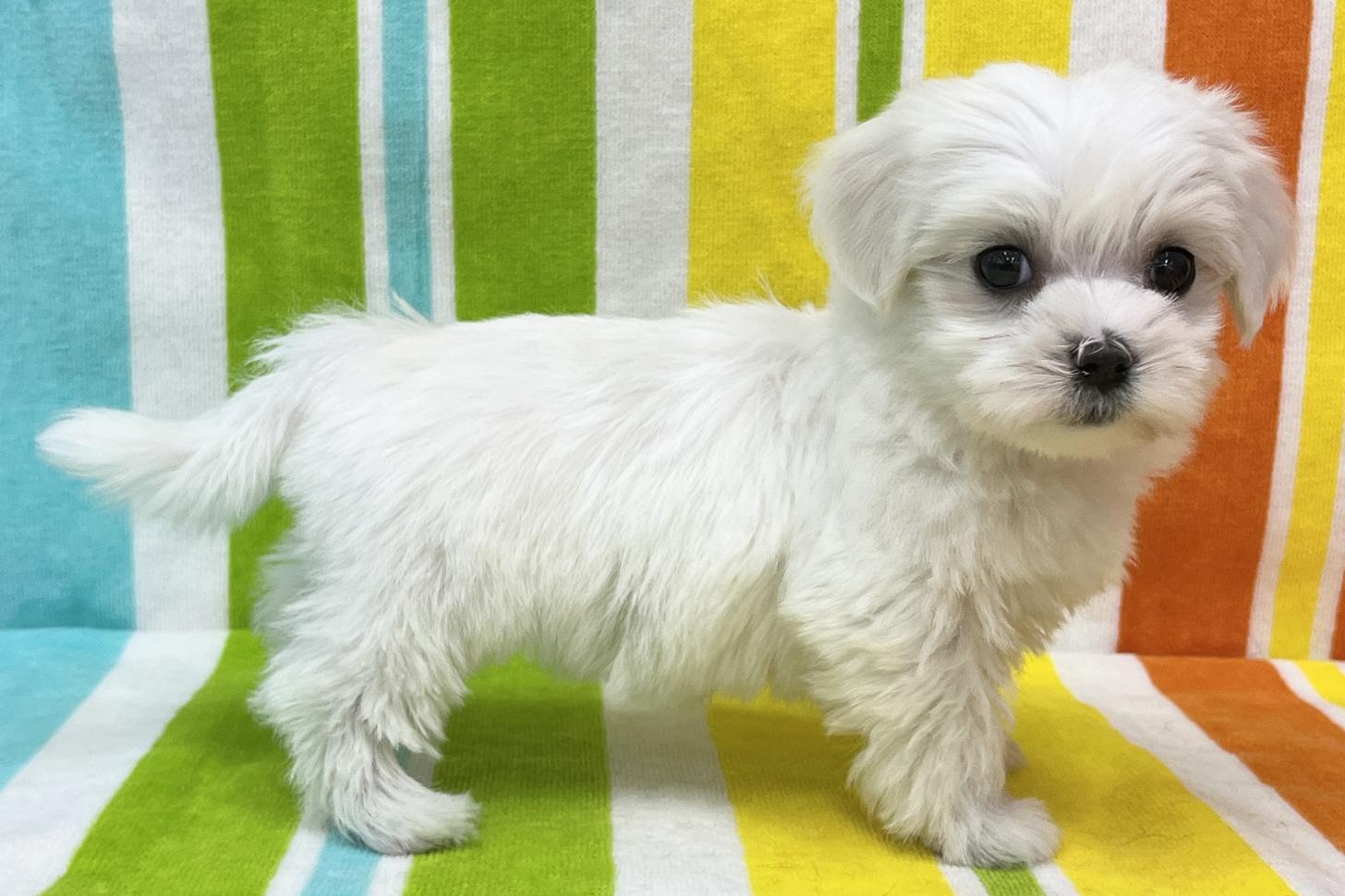 愛知県のマルチーズ (ハピースペット一宮三条アミーゴ店/2025年11月24日生まれ/女の子/ホワイト)の子犬の4枚目の画像