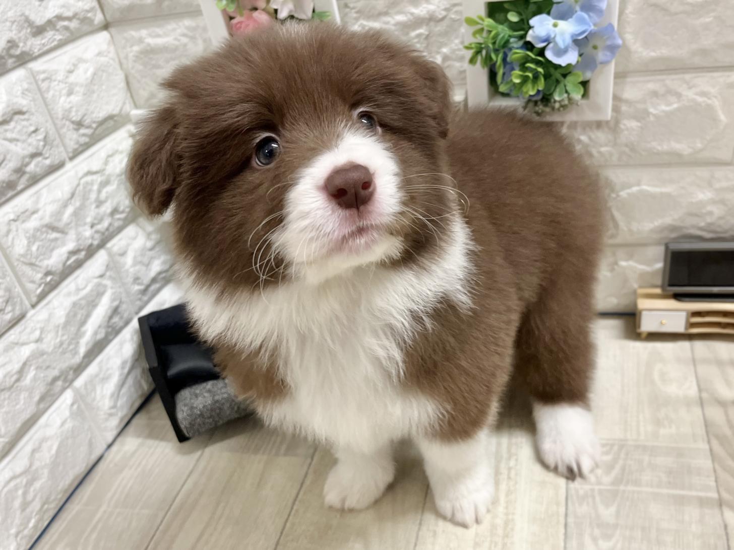 和歌山県のボーダーコリー (DOGMAN和歌山店/2026年1月14日生まれ/女の子/チョコレートホワイト)の子犬の3枚目の画像