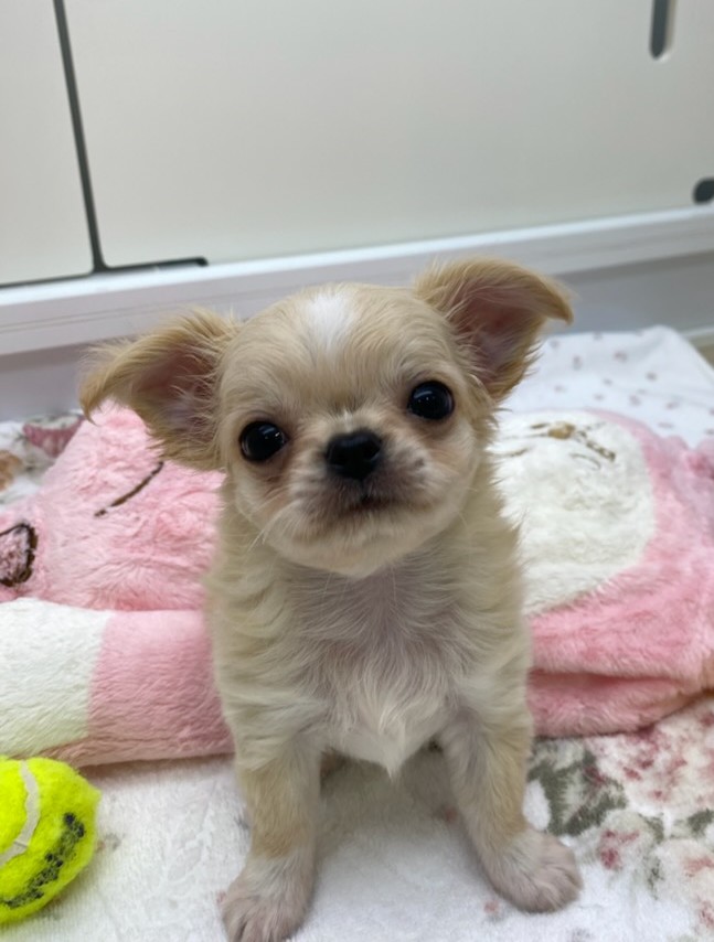 宮城県のチワワ(ロング) (ズーズーカンパニー 八乙女店/2025年10月26日生まれ/男の子/クリームホワイト)の子犬の1枚目の画像