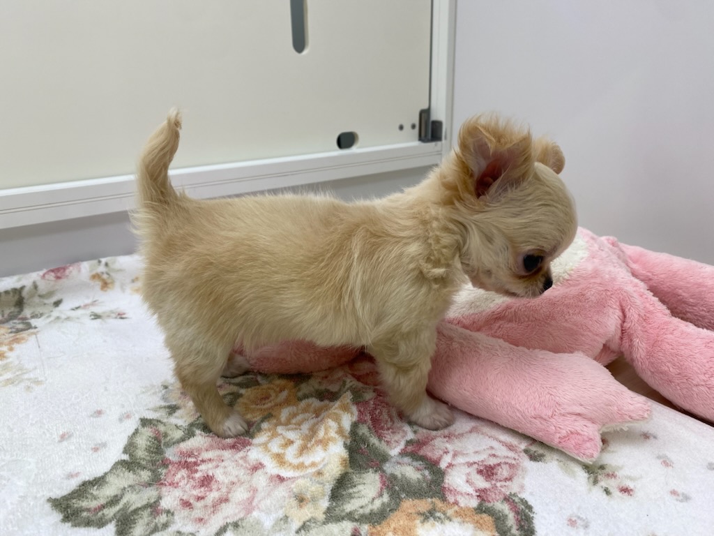 宮城県のチワワ(ロング) (ズーズーカンパニー 八乙女店/2025年10月26日生まれ/男の子/クリームホワイト)の子犬の2枚目の画像