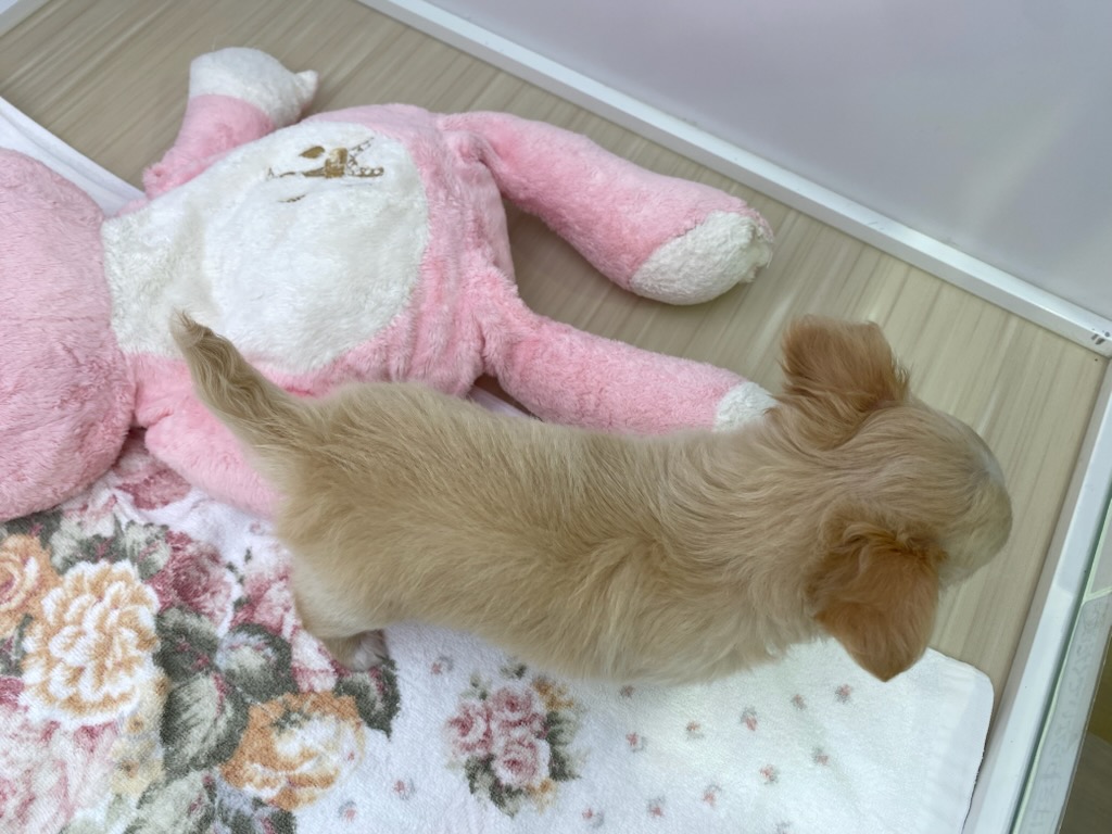 宮城県のチワワ(ロング) (ズーズーカンパニー 八乙女店/2025年10月26日生まれ/男の子/クリームホワイト)の子犬の3枚目の画像