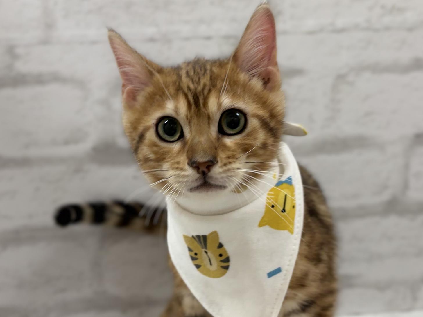 神奈川県のベンガル (ペットアイランド海老名店/2025年9月18日生まれ/男の子/ブラウンスポットタビー)の子猫の1枚目の画像