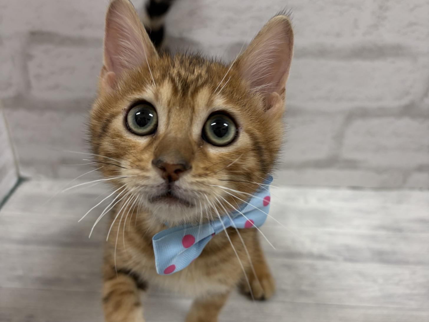 神奈川県のベンガル (ペットアイランド海老名店/2025年9月18日生まれ/男の子/ブラウンスポットタビー)の子猫の2枚目の画像