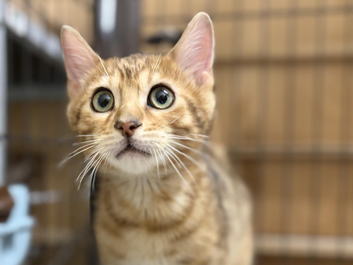 神奈川県のベンガル (ペットアイランド海老名店/2025年9月18日生まれ/男の子/ブラウンスポットタビー)の子猫の3枚目の画像