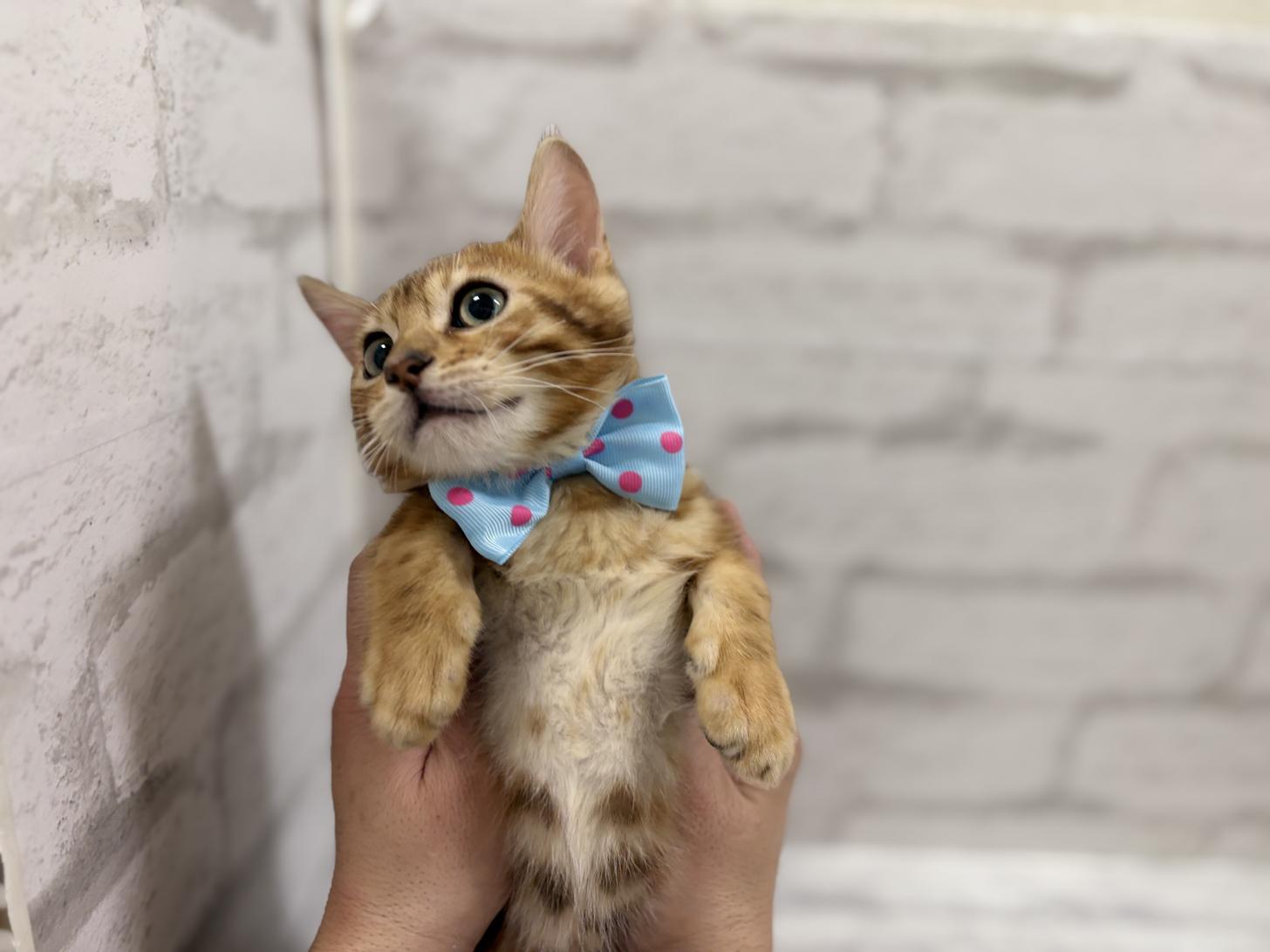 神奈川県のベンガル (ペットアイランド海老名店/2025年9月18日生まれ/男の子/ブラウンスポットタビー)の子猫の4枚目の画像