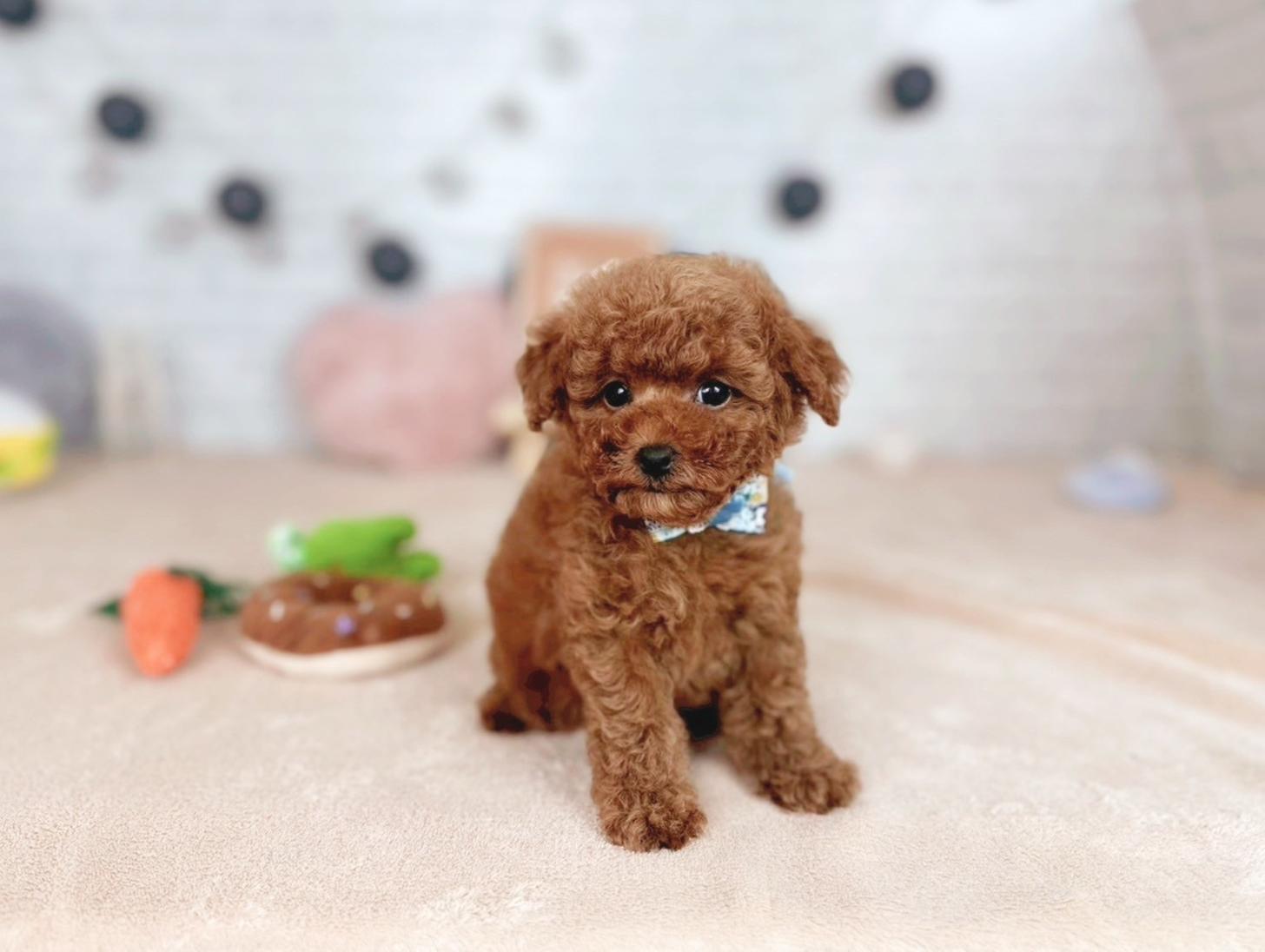 北海道のトイプードル(タイニー) (ペットショップだんぼ/2025年7月17日生まれ/男の子/レッド)の子犬