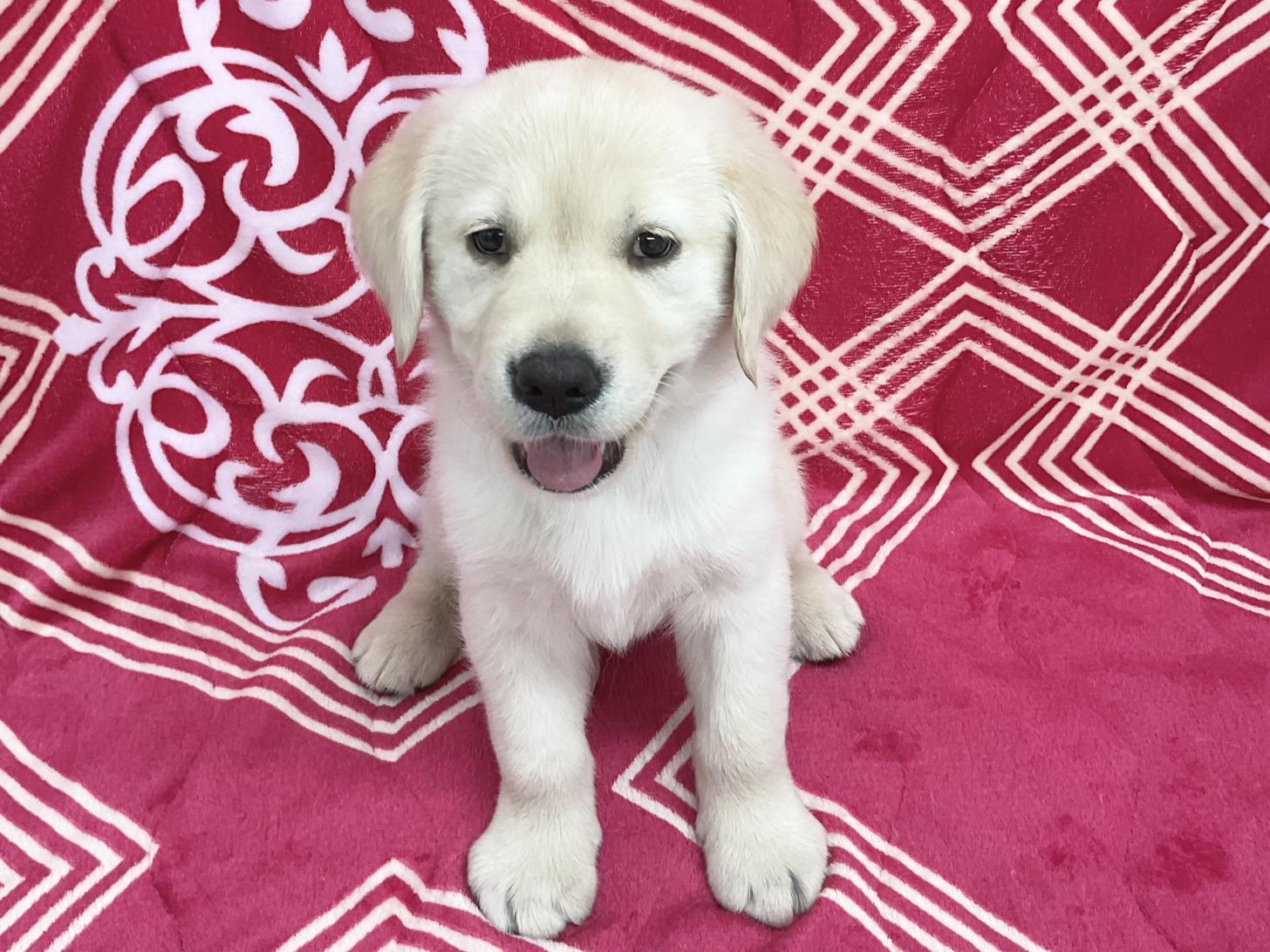 愛知県のハーフ犬・ミックス犬 (ハピースペット春日井アミーゴ店/2026年3月30日生まれ/女の子/イエロー)の子犬の1枚目の画像