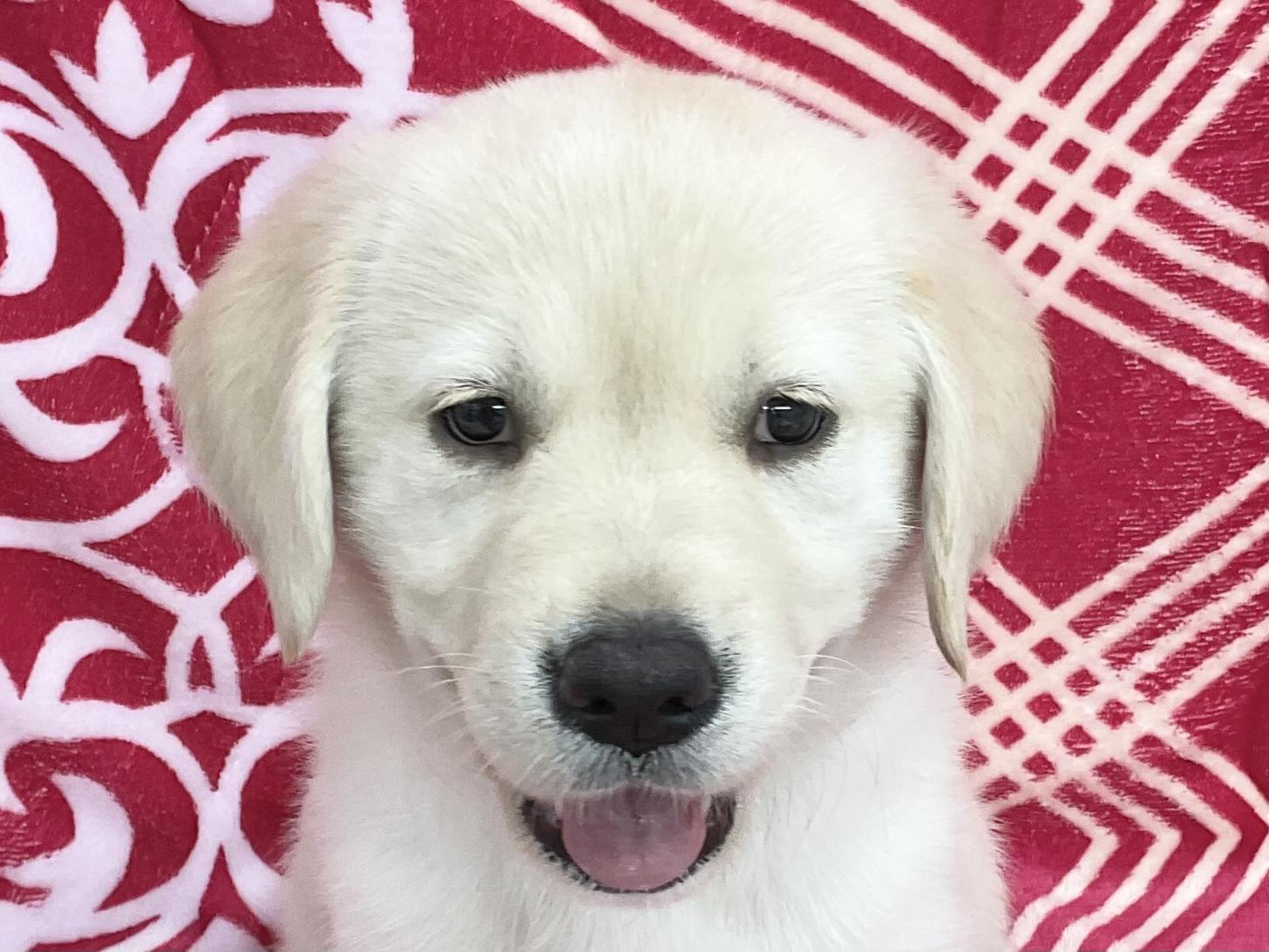 愛知県のハーフ犬・ミックス犬 (ハピースペット春日井アミーゴ店/2026年3月30日生まれ/女の子/イエロー)の子犬の2枚目の画像