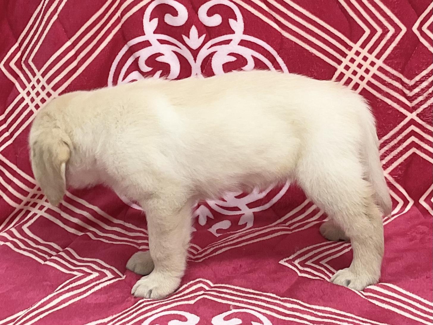 愛知県のハーフ犬・ミックス犬 (ハピースペット春日井アミーゴ店/2026年3月30日生まれ/女の子/イエロー)の子犬の3枚目の画像