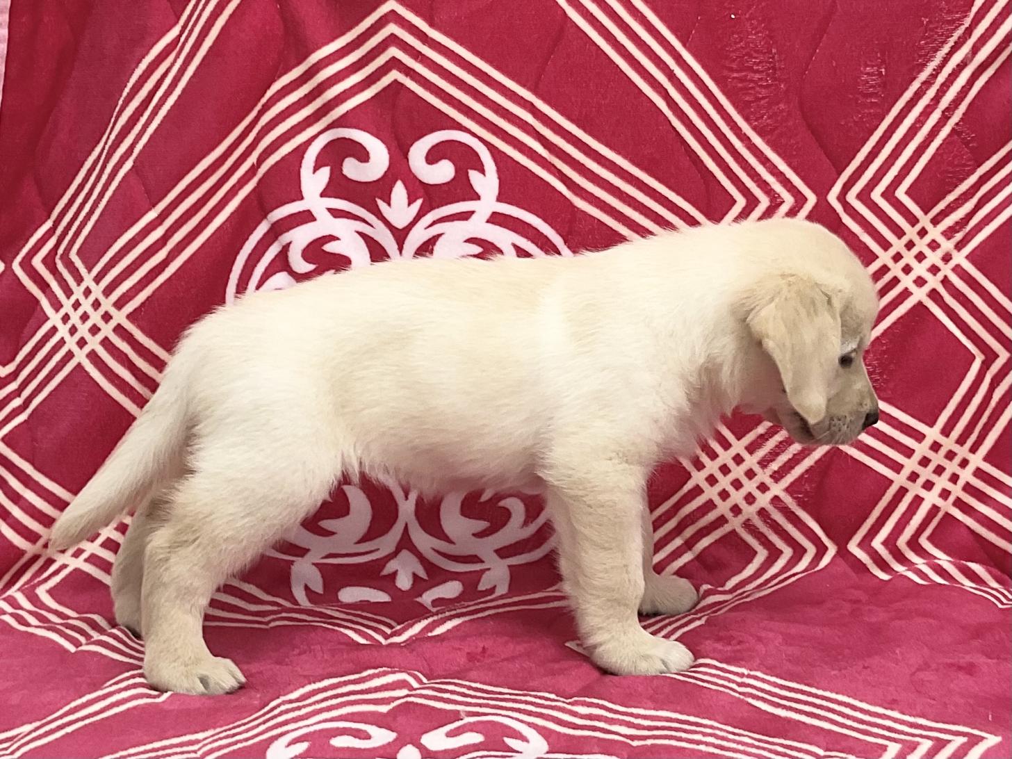 愛知県のハーフ犬・ミックス犬 (ハピースペット春日井アミーゴ店/2026年3月30日生まれ/女の子/イエロー)の子犬の4枚目の画像