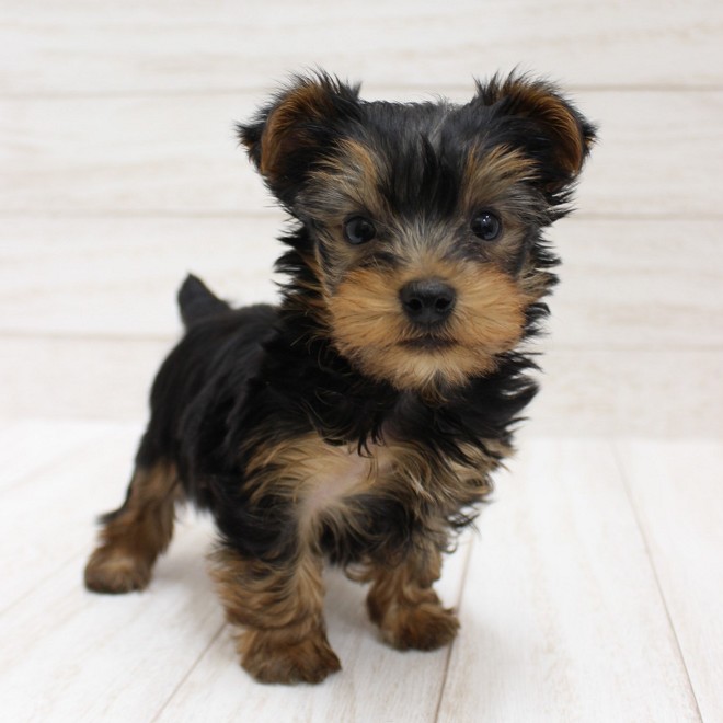 千葉県のヨークシャーテリア (ペピカファミリー松戸店/2026年1月3日生まれ/男の子/スチールブルータン)の子犬の1枚目の画像