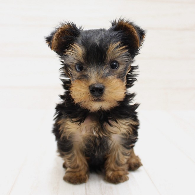 千葉県のヨークシャーテリア (ペピカファミリー松戸店/2026年1月3日生まれ/男の子/スチールブルータン)の子犬の2枚目の画像