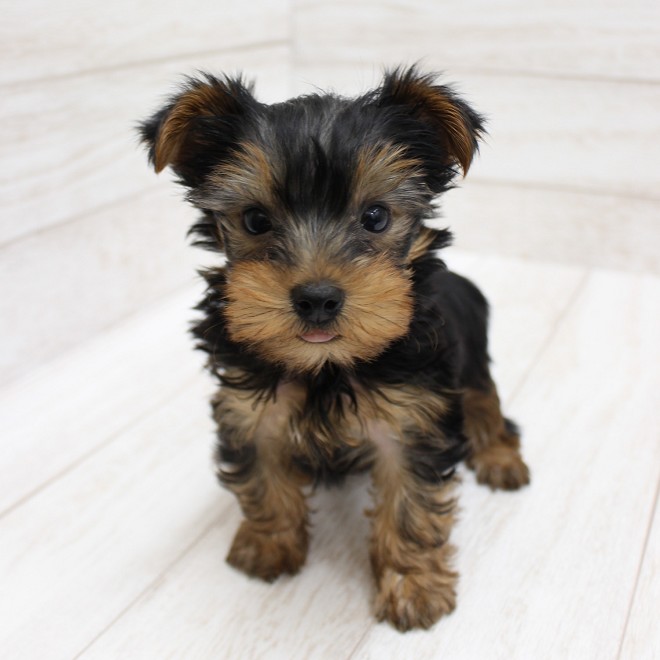 千葉県のヨークシャーテリア (ペピカファミリー松戸店/2026年1月3日生まれ/男の子/スチールブルータン)の子犬の3枚目の画像