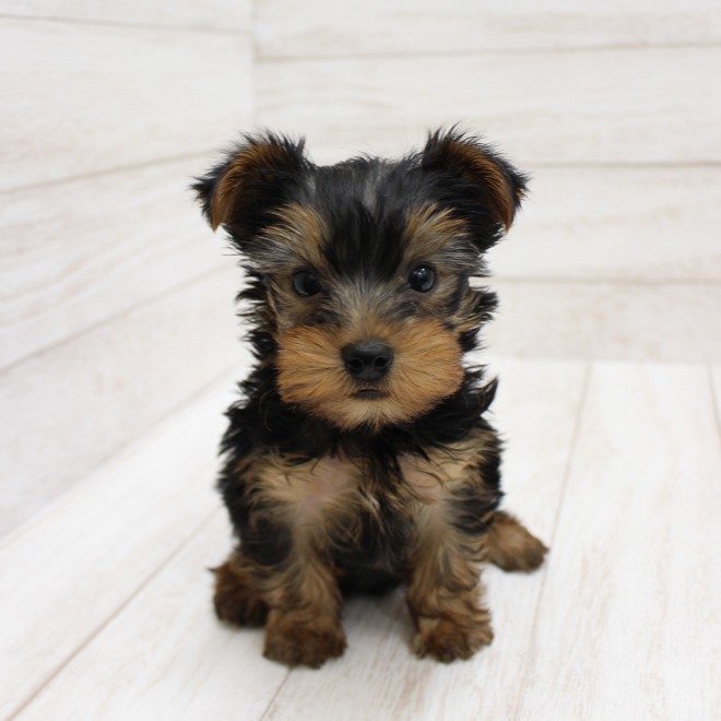 千葉県のヨークシャーテリア (ペピカファミリー松戸店/2026年1月3日生まれ/男の子/スチールブルータン)の子犬の4枚目の画像