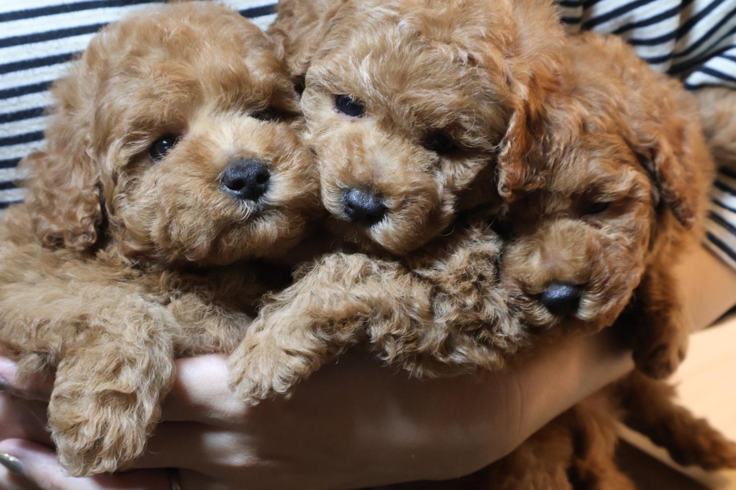 広島県のトイプードル(トイ) (アイカドールかも/2026年9月14日生まれ/男の子/レッド)の子犬の4枚目の画像