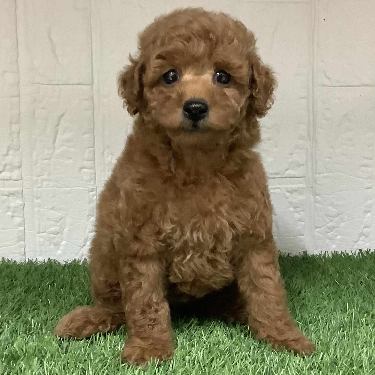 福岡県のトイプードル(トイ) (ドッグズホーム旗崎店/2026年5月4日生まれ/男の子/レッド)の子犬