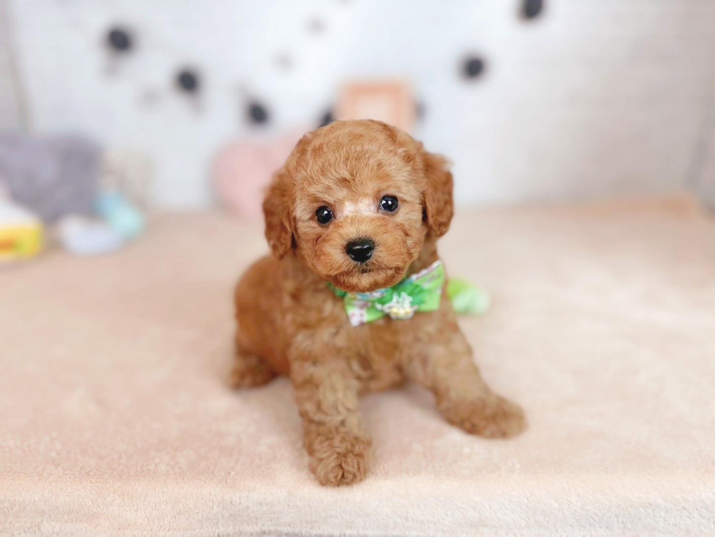 北海道のタイニープードル (ペットショップだんぼ/2025年7月31日生まれ/男の子/アプリコット)の子犬の1枚目の画像