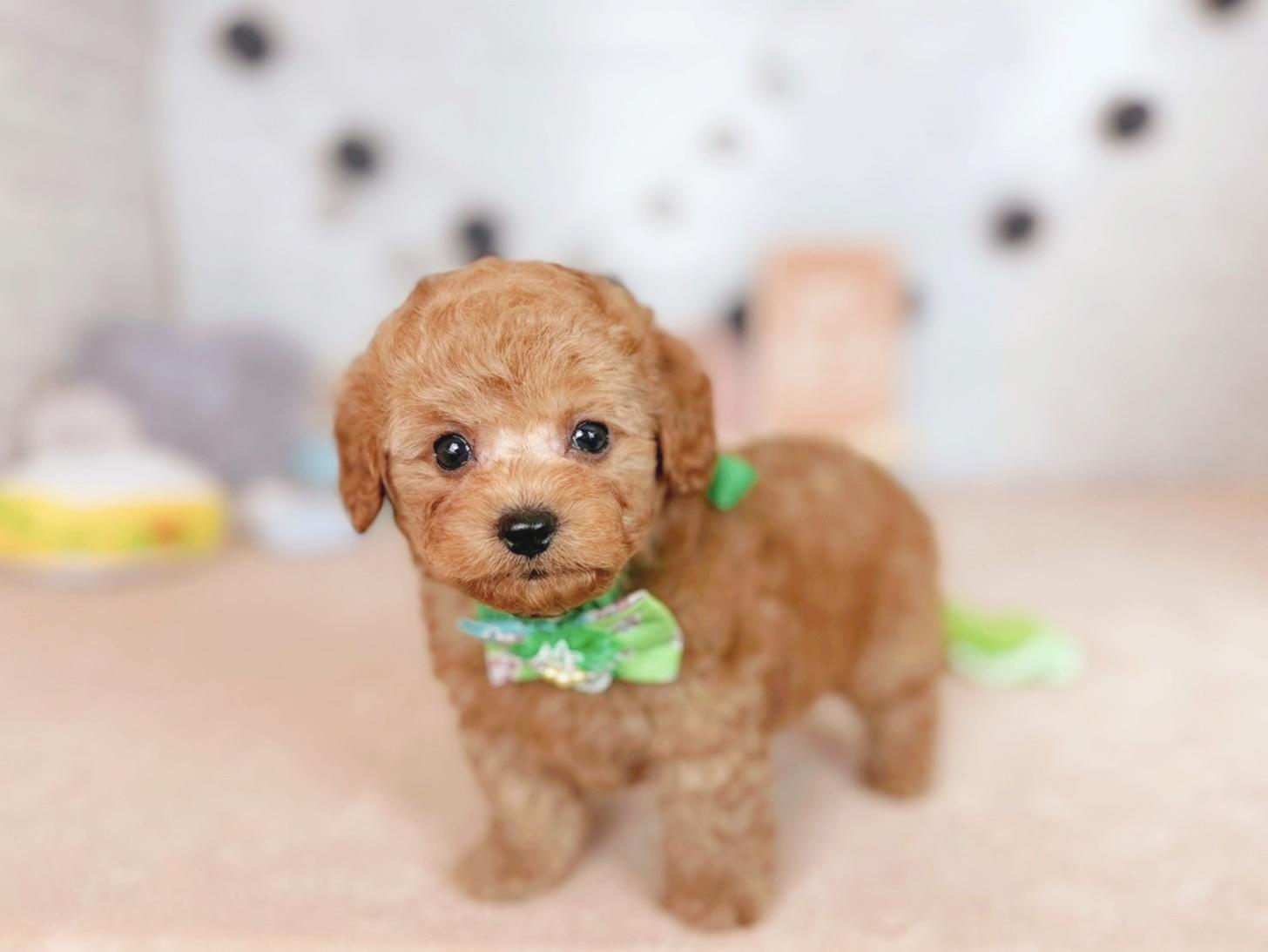 北海道のタイニープードル (ペットショップだんぼ/2025年7月31日生まれ/男の子/アプリコット)の子犬の2枚目の画像