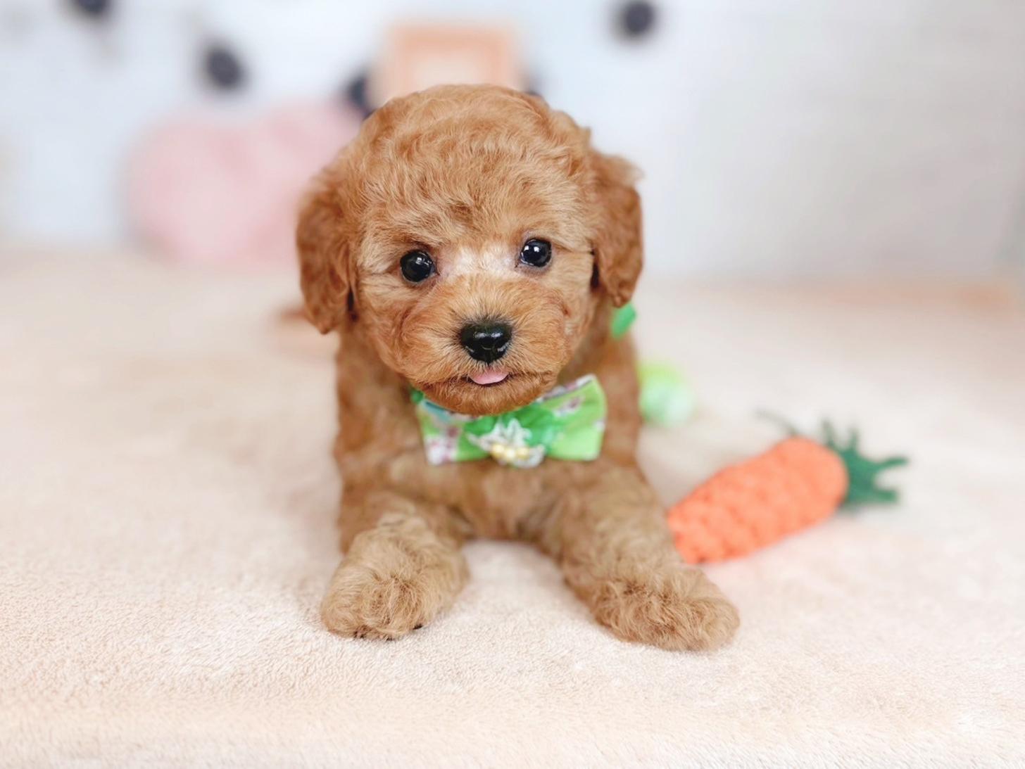 北海道のタイニープードル (ペットショップだんぼ/2025年7月31日生まれ/男の子/アプリコット)の子犬の3枚目の画像