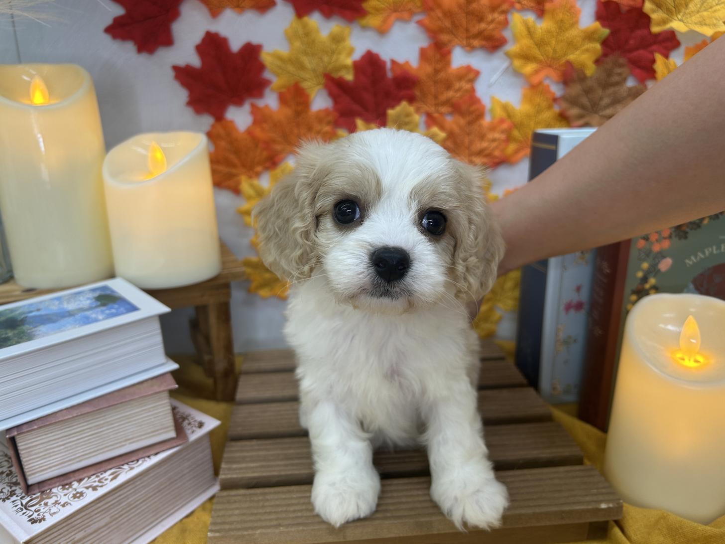 北海道のハーフ犬・ミックス犬 (ラブワンコ カインズ大曲店/2026年7月3日生まれ/男の子/クリーム＆ホワイト系)の子犬