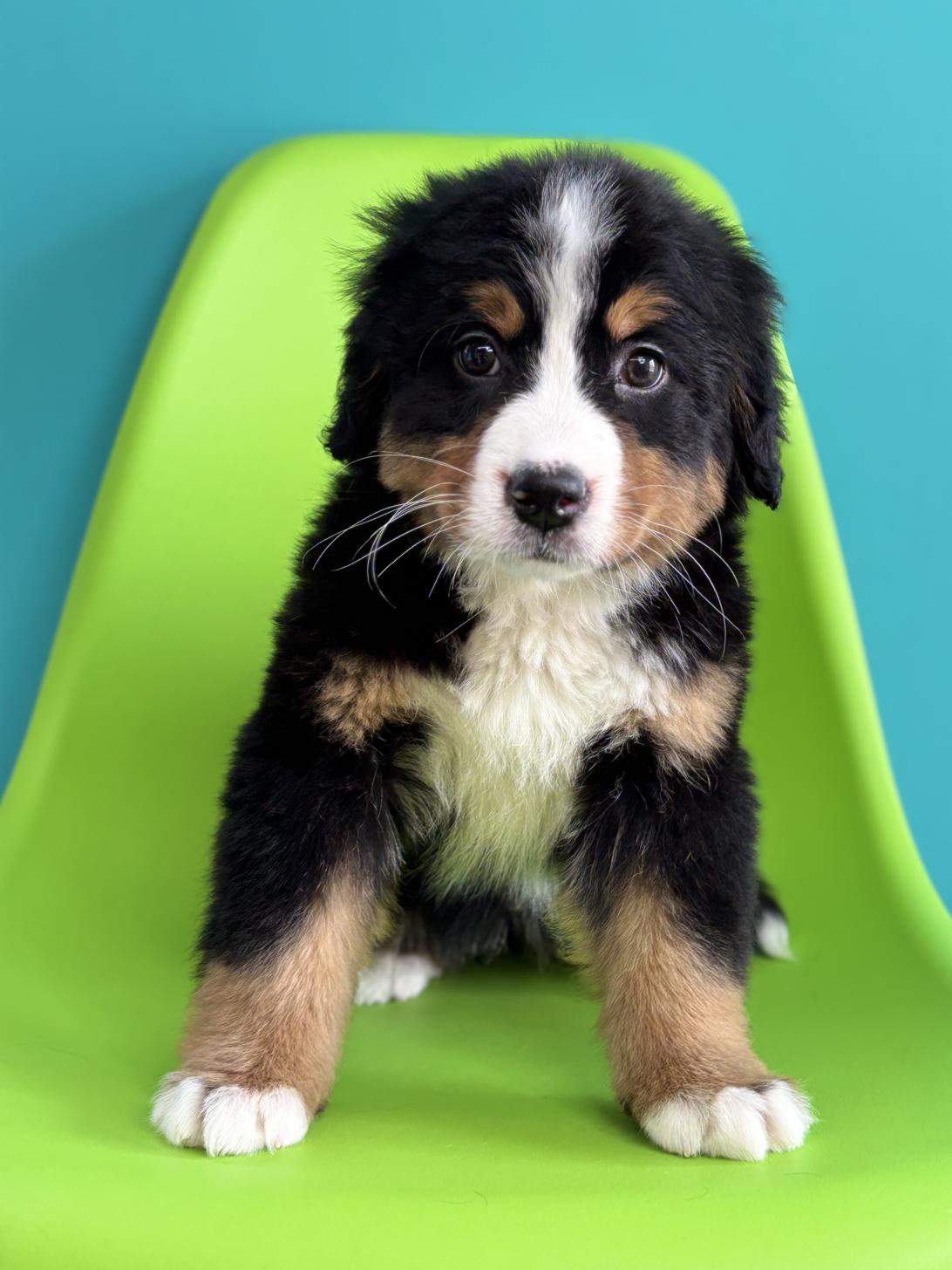 埼玉県のバーニーズマウンテンドッグ (ペッツスマイル加須インター店/2026年1月16日生まれ/女の子/ブラックラストホワイト)の子犬の1枚目の画像