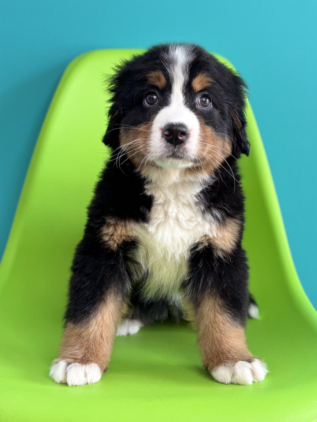 埼玉県のバーニーズマウンテンドッグ (ペッツスマイル加須インター店/2026年1月16日生まれ/女の子/ブラックラストホワイト)の子犬の2枚目の画像