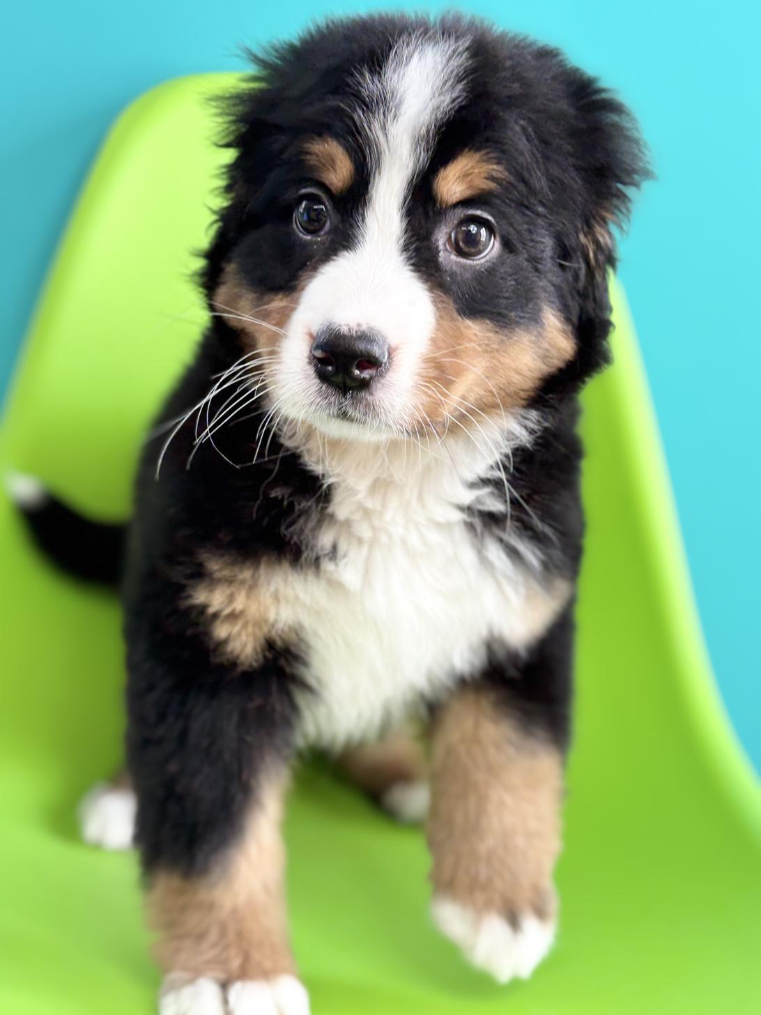 埼玉県のバーニーズマウンテンドッグ (ペッツスマイル加須インター店/2026年1月16日生まれ/女の子/ブラックラストホワイト)の子犬の3枚目の画像