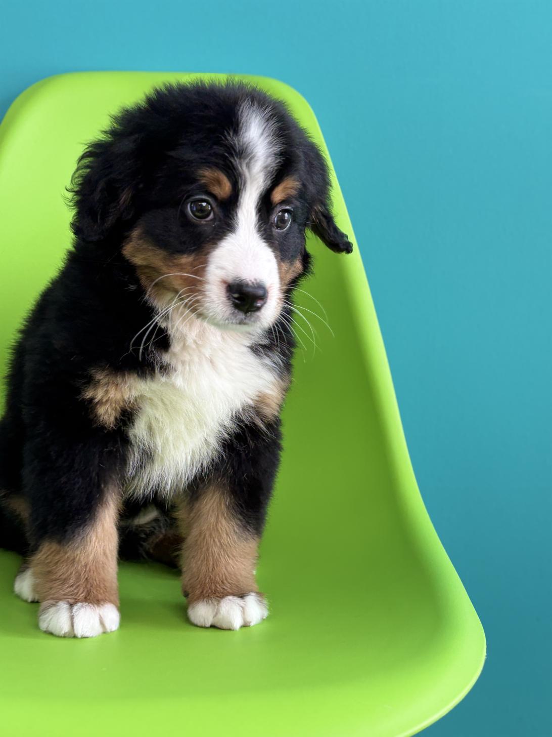 埼玉県のバーニーズマウンテンドッグ (ペッツスマイル加須インター店/2026年1月16日生まれ/女の子/ブラックラストホワイト)の子犬の4枚目の画像