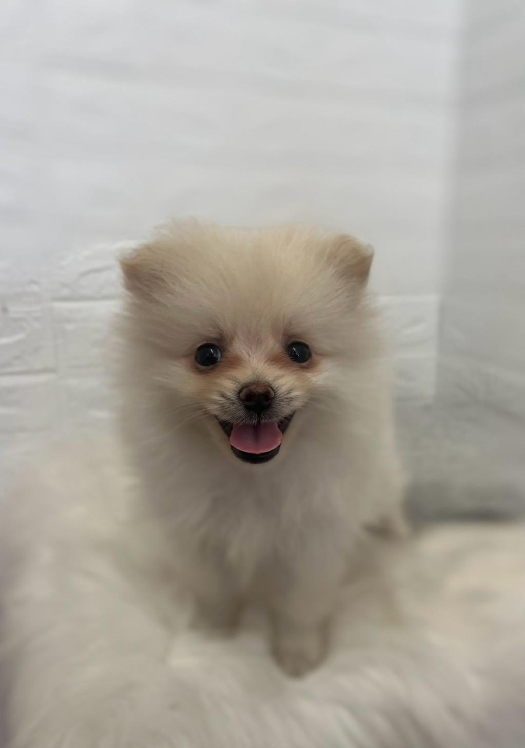 東京都のポメラニアン (ペットショップcoco東京港区店/2026年6月8日生まれ/男の子/クリーム)の子犬