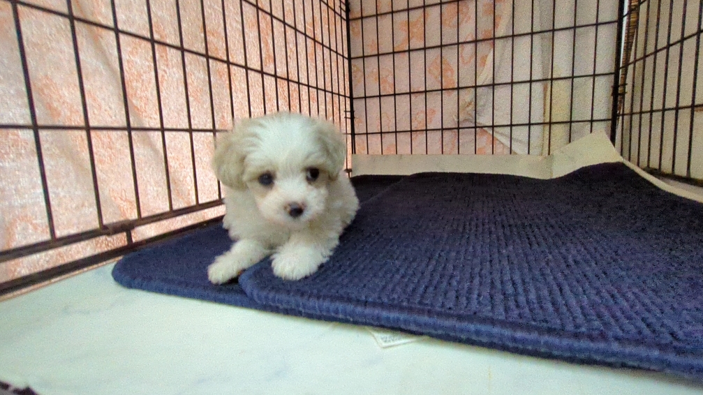 茨城県のマルプー(マルチーズ×プードル) (ペットショップスズキ/2025年9月25日生まれ/男の子/クリームホワイト)の子犬の1枚目の画像