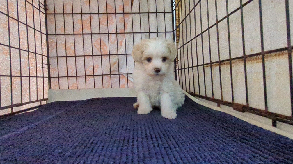 茨城県のマルプー(マルチーズ×プードル) (ペットショップスズキ/2025年9月25日生まれ/男の子/クリームホワイト)の子犬の2枚目の画像