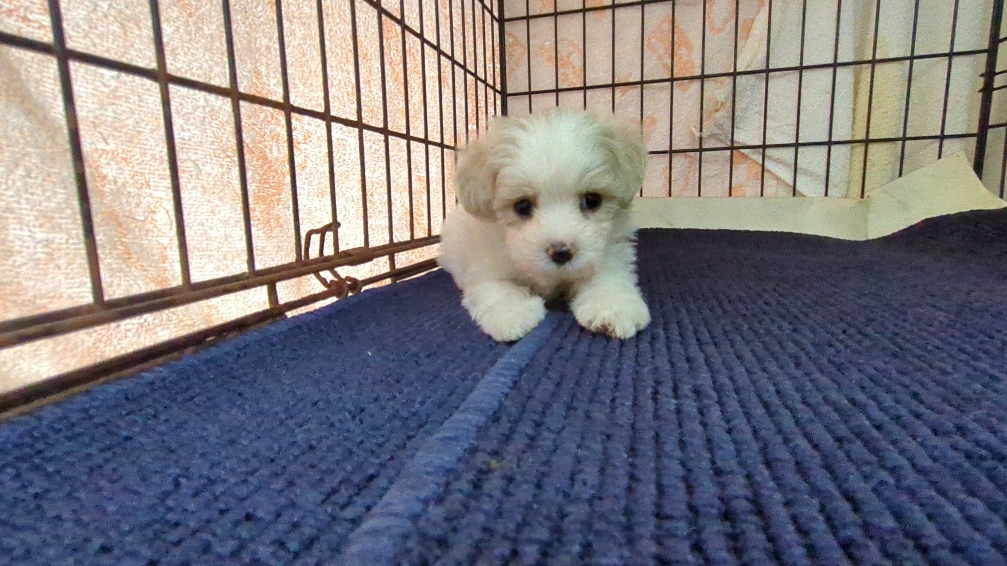 茨城県のマルプー(マルチーズ×プードル) (ペットショップスズキ/2025年9月25日生まれ/男の子/クリームホワイト)の子犬の3枚目の画像